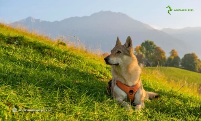 Élevage de Chiens Loups : Tout ce que Vous Devez Savoir Avant d'Adopter un Chien Loup