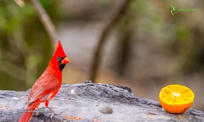 Élevage idéal d'oiseaux - Alimentation saine - Endroit spacieux