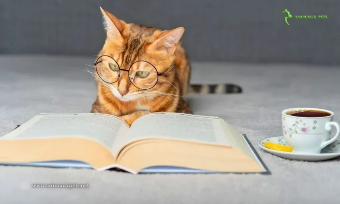 Les chats ont-ils de l'intelligence ?