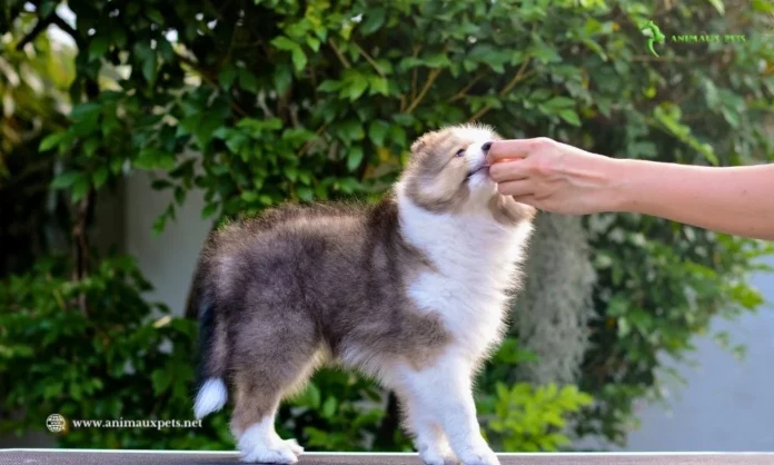 Quel est le prix pour dresser un chiot en France ?