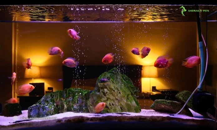 Quelle température convient le mieux à son aquarium ?