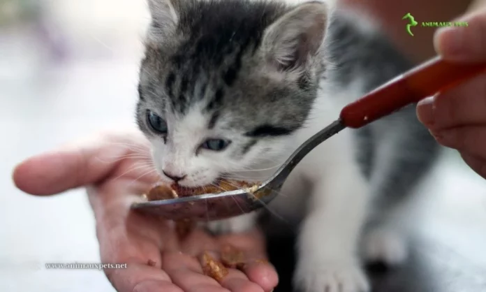 aliments du chats du sevrage jusqu'à la puberté : Guide complet et conseils pratiques