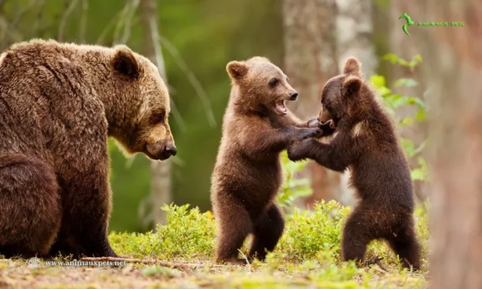 l'Ours Brun Européen - Animal Sauvage