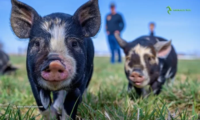 Apprenez la différence entre un Porc et un Cochon