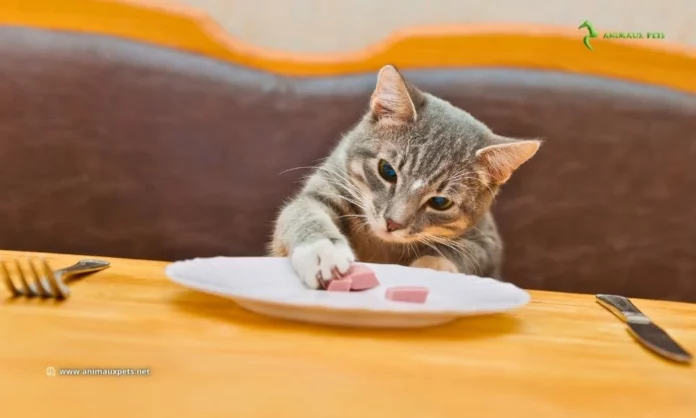 Combien de repas par jour un chat adulte prend-il ?