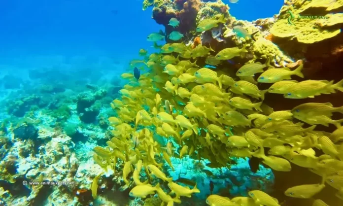 Différencier poissons d'aquarium Eau douce ou Eau salée