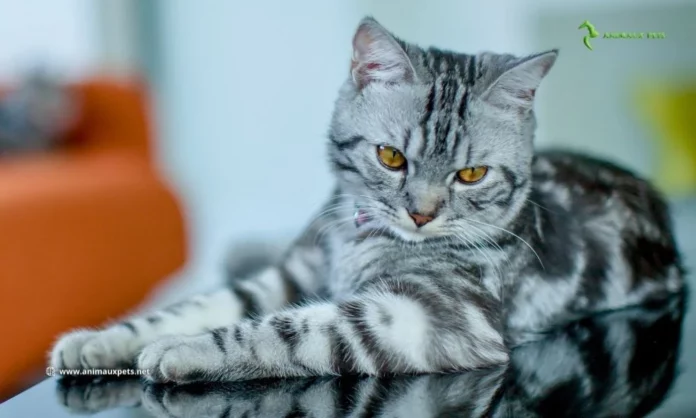 Le Chat American Shorthair - Découvrir Cette Race de Chat