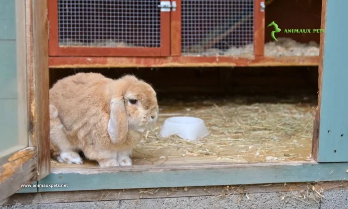 Idées Créatives pour Concevoir un clapier à Lapins Adaptées aux Petits Jardins Domestiques